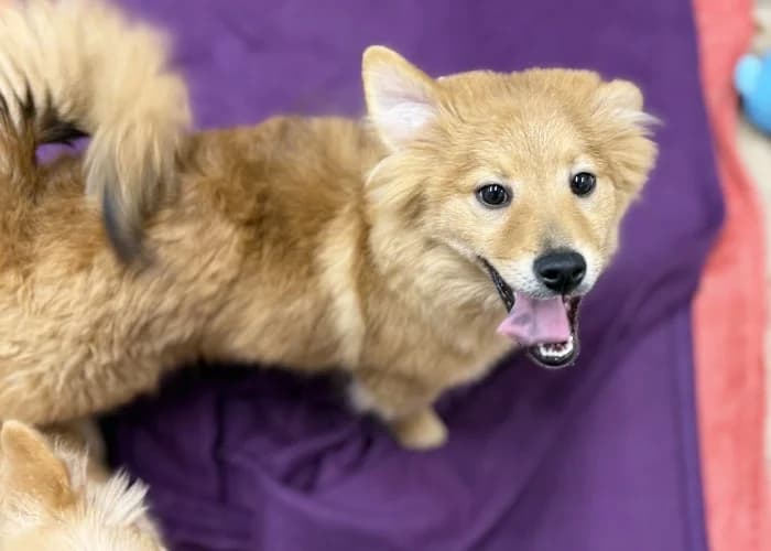 Bryan, Pomeranian (RSPCA Danaher Animal Home)