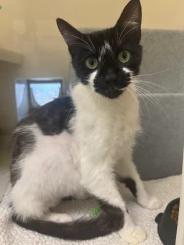 Jude, male Mixed Breed Cat for adoption at RSPCA Danaher Animal Home, Braintree