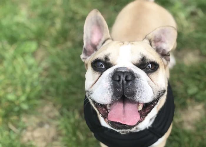 Bronson Applications Closed More Information, male 5yo English Bulldog for adoption at RSPCA Danaher Animal Home, Braintree