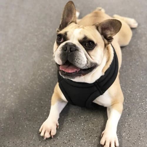 Bronson
									
																		
									
										Available
									
									
									
			, male English Bulldog for adoption at RSPCA Danaher Animal Home, Braintree — photo 2 of 3