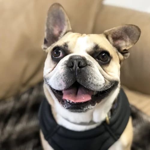 Bronson
									
																		
									
										Available
									
									
									
			, male English Bulldog for adoption at RSPCA Danaher Animal Home, Braintree — photo 3 of 3