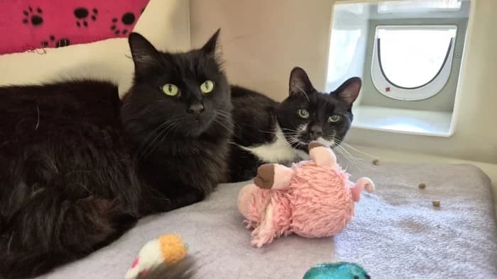 Lizzie & Amos,  Mixed Breed for adoption at RSPCA Danaher Animal Home, Braintree