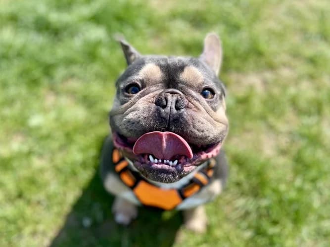 Buster, male English Bulldog for adoption at RSPCA Danaher Animal Home, Braintree