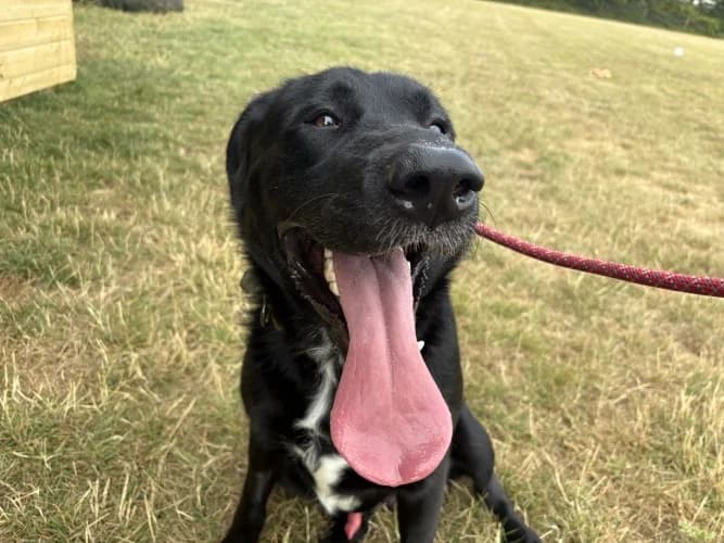 Rocky, male young Labrador Retriever for adoption at RSPCA Danaher Animal Home, Braintree