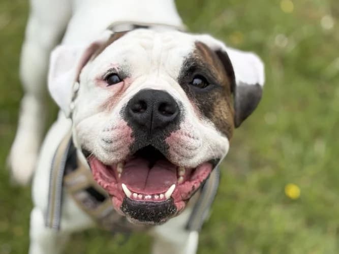 Ace, male English Bulldog for adoption at RSPCA Danaher Animal Home, Braintree