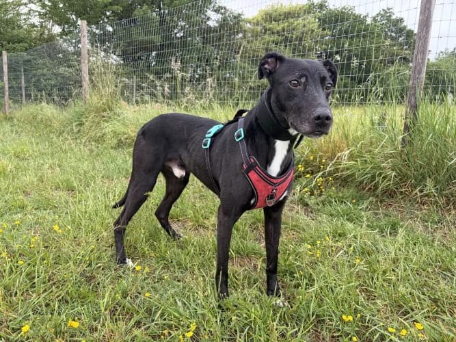 Eric, male 7yo mixed breed for adoption at RSPCA Danaher Animal Home, Braintree