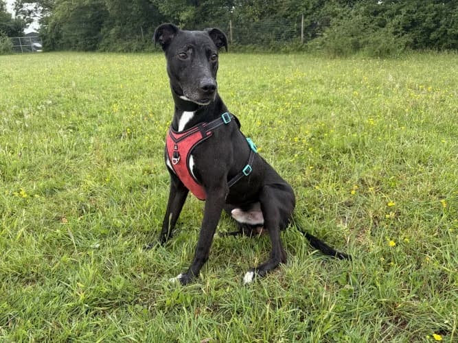 Eric, male 7yo mixed breed for adoption at RSPCA Danaher Animal Home, Braintree