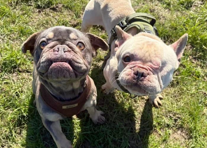 Woody and Nala
									
																		
									
										Available
									
									
						,  English Bulldog for adoption at RSPCA Danaher Animal Home, Braintree