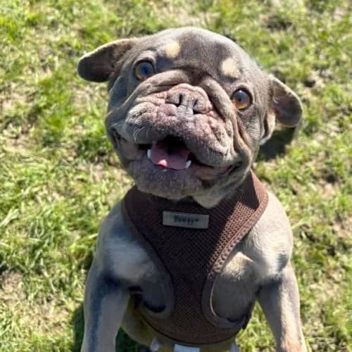 Woody and Nala
									
																		
									
										Available
									
									
						,  English Bulldog for adoption at RSPCA Danaher Animal Home, Braintree — photo 2 of 7