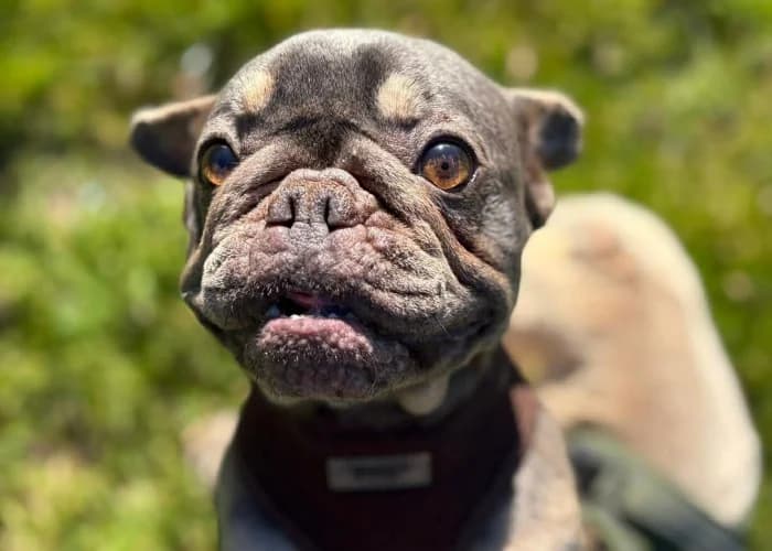 Woody and Nala
									
																		
									
										Available
									
									
						,  English Bulldog for adoption at RSPCA Danaher Animal Home, Braintree — photo 3 of 7
