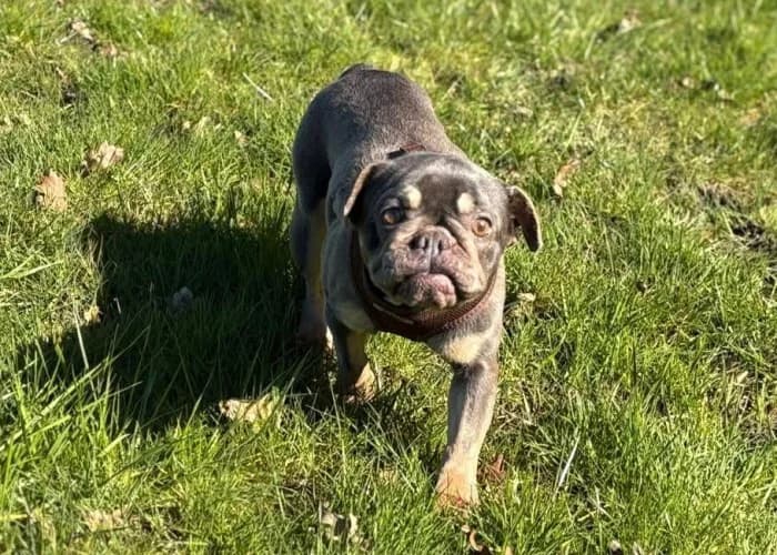 Woody and Nala
									
																		
									
										Available
									
									
						,  English Bulldog for adoption at RSPCA Danaher Animal Home, Braintree — photo 4 of 7