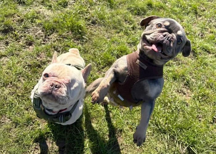 Woody and Nala
									
																		
									
										Available
									
									
						,  English Bulldog for adoption at RSPCA Danaher Animal Home, Braintree — photo 5 of 7
