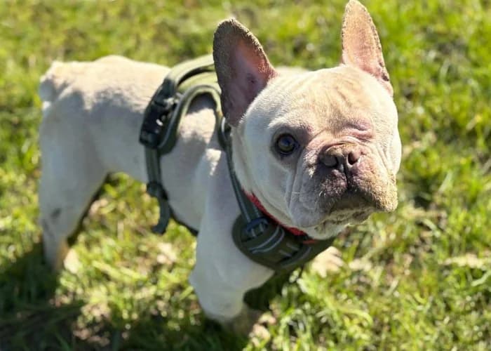 Woody and Nala
									
																		
									
										Available
									
									
						,  English Bulldog for adoption at RSPCA Danaher Animal Home, Braintree — photo 6 of 7