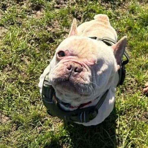Woody and Nala
									
																		
									
										Available
									
									
						,  English Bulldog for adoption at RSPCA Danaher Animal Home, Braintree — photo 7 of 7