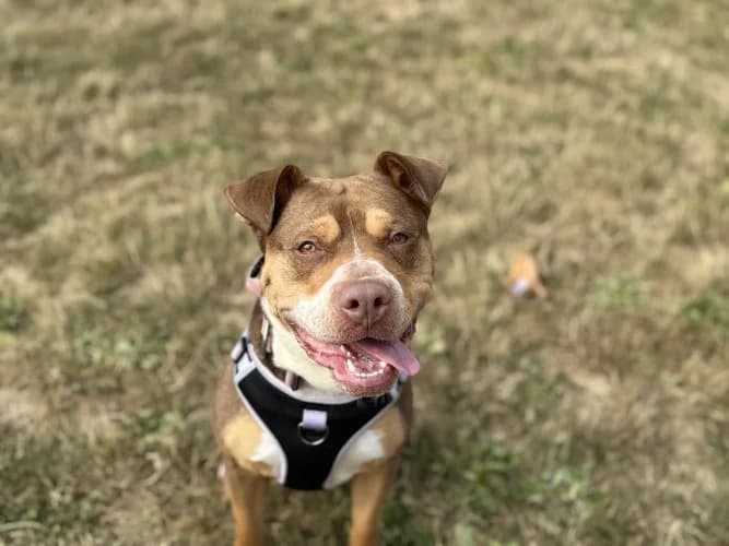 CeCe, female young mixed breed for adoption at RSPCA Danaher Animal Home, Braintree