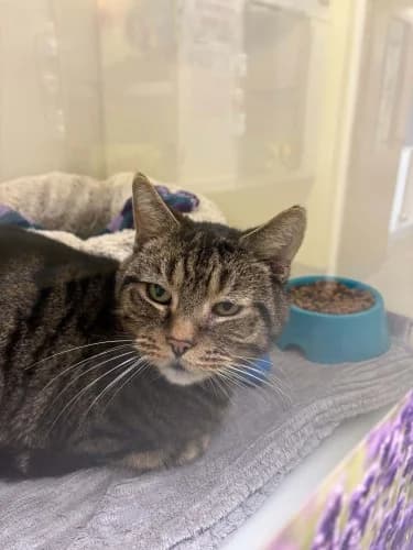 Ben, male senior Mixed Breed Cat for adoption at RSPCA Danaher Animal Home, Braintree