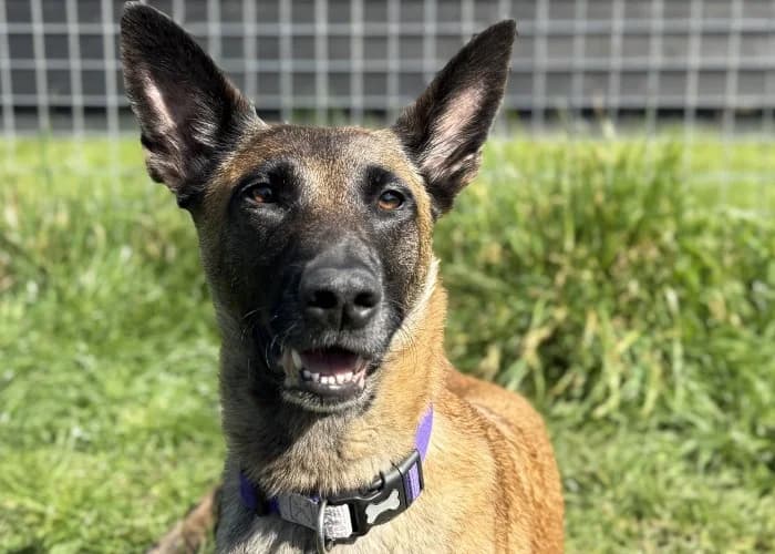 Lyra
									
																		
									
										Available
									
									
									
						, tan female Belgian Malinois for adoption at RSPCA Danaher Animal Home, Braintree