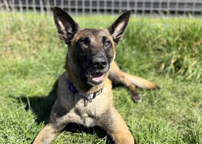 Lyra
									
																		
									
										Available
									
									
									
						, tan female Belgian Malinois for adoption at RSPCA Danaher Animal Home, Braintree — photo 7 of 13