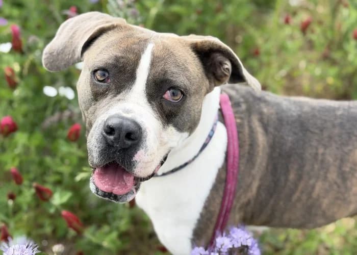 Maggie, Cane Corso (RSPCA Danaher Animal Home)