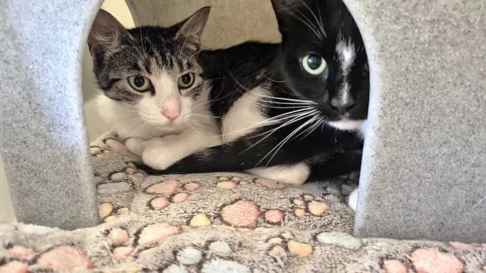 Peachy & Peggy, female Mixed Breed Cat for adoption at RSPCA Danaher Animal Home, Braintree