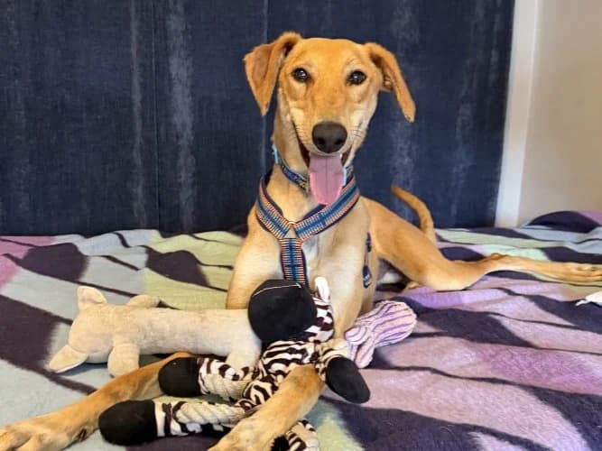 Paddy, male puppy Lurcher for adoption at RSPCA Danaher Animal Home, Braintree