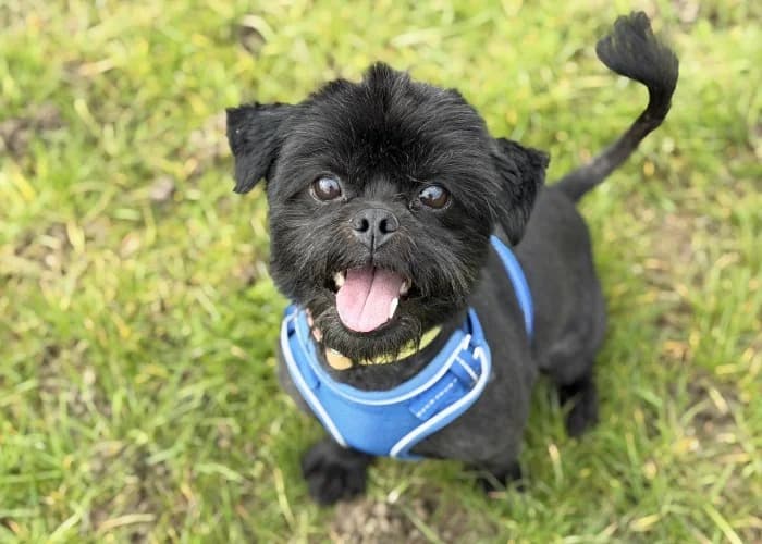 Leo
									
																		
									
										Available
									
									
									
							, male Mixed Breed for adoption at RSPCA Danaher Animal Home, Braintree