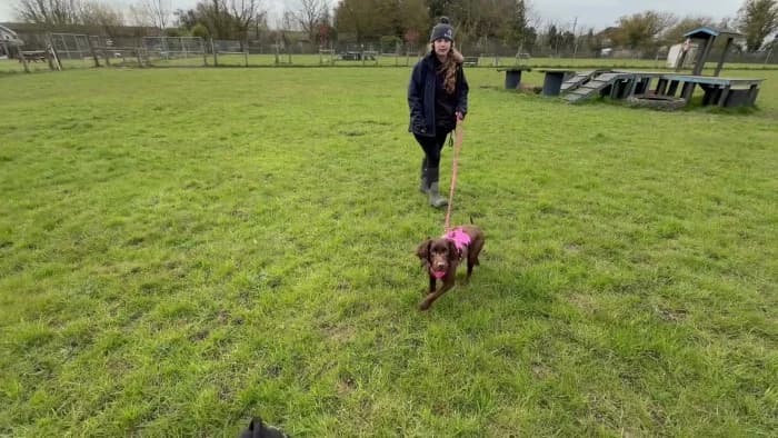 Leo
									
																		
									
										Applications Closed
									
									
							, male Mixed Breed for adoption at RSPCA Danaher Animal Home, Braintree — photo 3 of 4