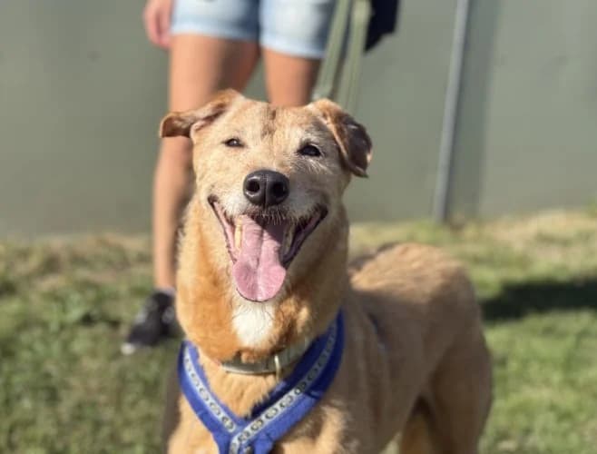 Bo, male senior Lurcher for adoption at RSPCA Danaher Animal Home, Braintree
