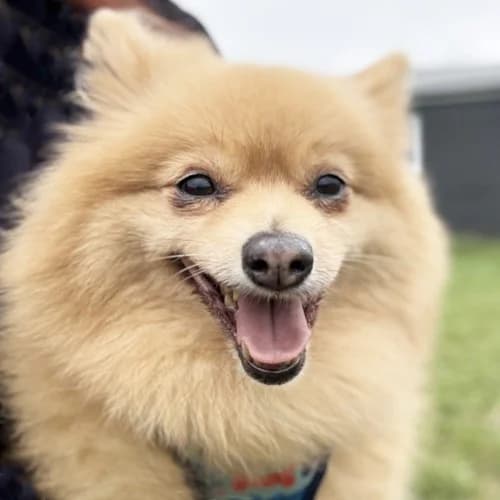 Daffodil Available More Information, female senior Pomeranian for adoption at RSPCA Danaher Animal Home, Braintree