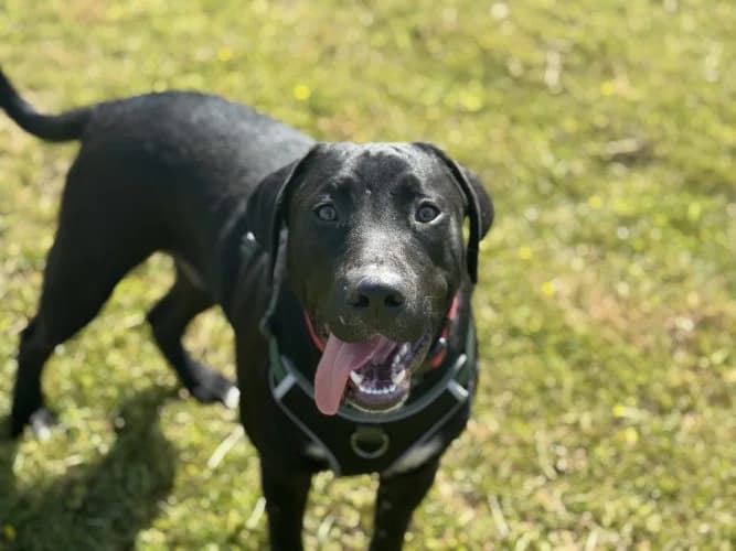 Joey, male puppy Mixed Breed for adoption at RSPCA Danaher Animal Home, Braintree