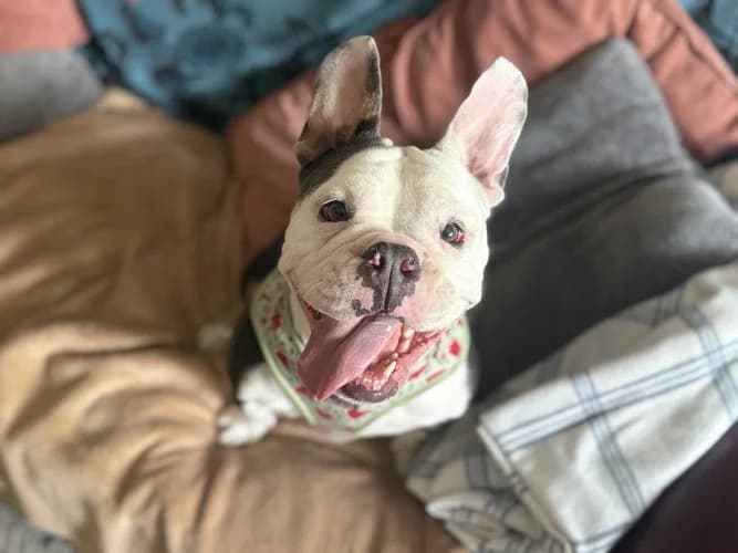 Chanel, female young English Bulldog for adoption at RSPCA Danaher Animal Home, Braintree