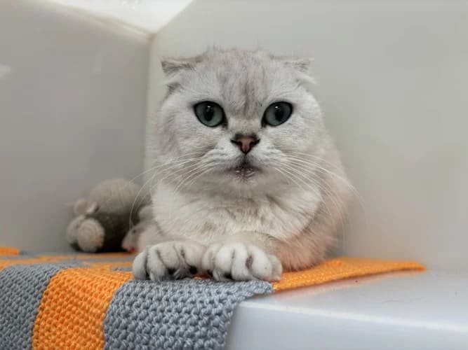 Lulu, female young Scottish Fold for adoption at RSPCA Danaher Animal Home, Braintree