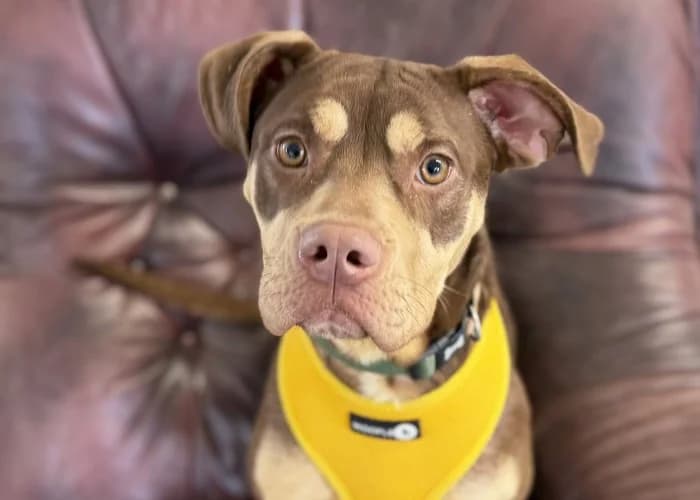 Maya (brown), female puppy Staffordshire Bull Terrier for adoption at RSPCA Danaher Animal Home, Braintree