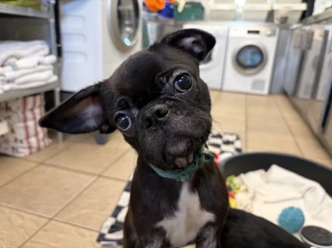 Cosmo, male Pug for adoption at RSPCA Danaher Animal Home, Braintree