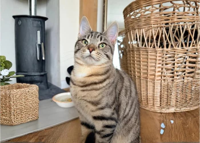 Jasper, male young Mixed Breed Cat for adoption at RSPCA Danaher Animal Home, Braintree