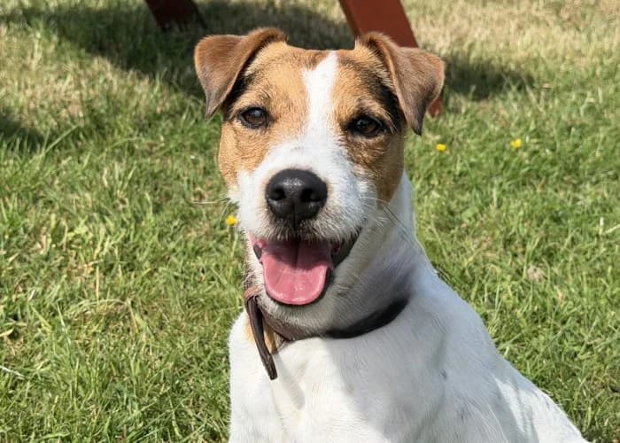 Fergus, Jack Russell Terrier (RSPCA Danaher Animal Home)