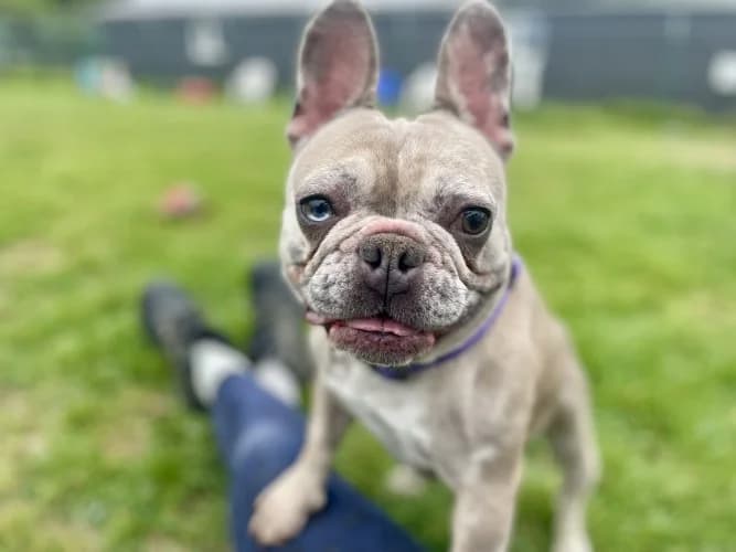 Gus, female English Bulldog for adoption at RSPCA Danaher Animal Home, Braintree
