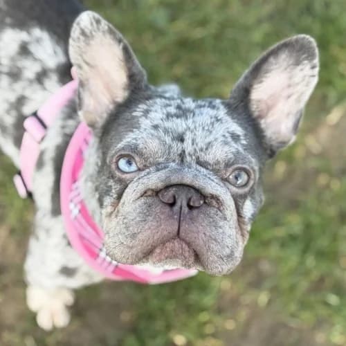 Sophie Temporarily Reserved More Information, female puppy English Bulldog for adoption at RSPCA Danaher Animal Home, Braintree