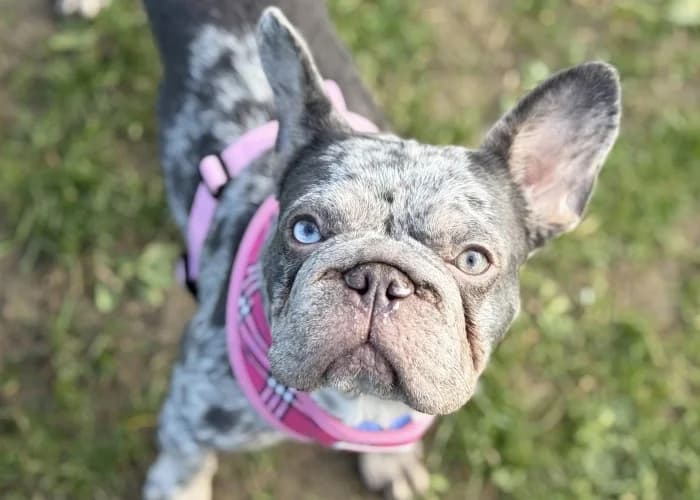 Sophie
									
																		
									
										Being Assessed
									
									
									, female English Bulldog for adoption at RSPCA Danaher Animal Home, Braintree — photo 2 of 3
