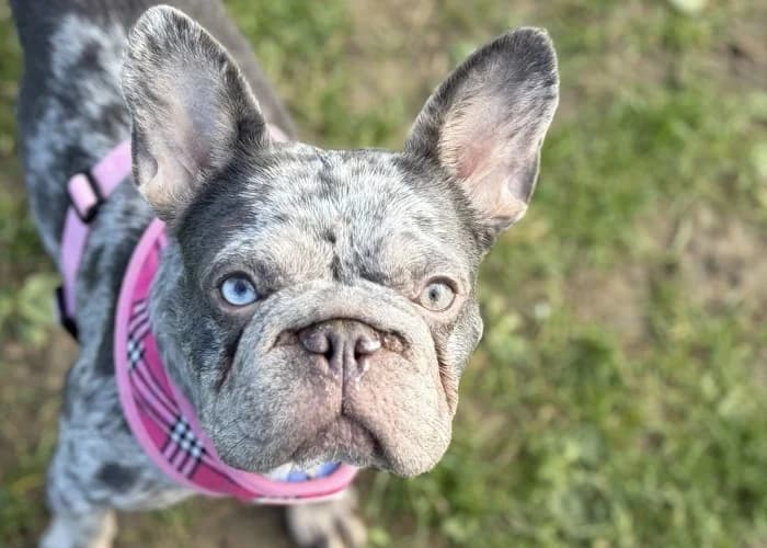 Sophie
									
																		
									
										Being Assessed
									
									
									, female English Bulldog for adoption at RSPCA Danaher Animal Home, Braintree — photo 3 of 3