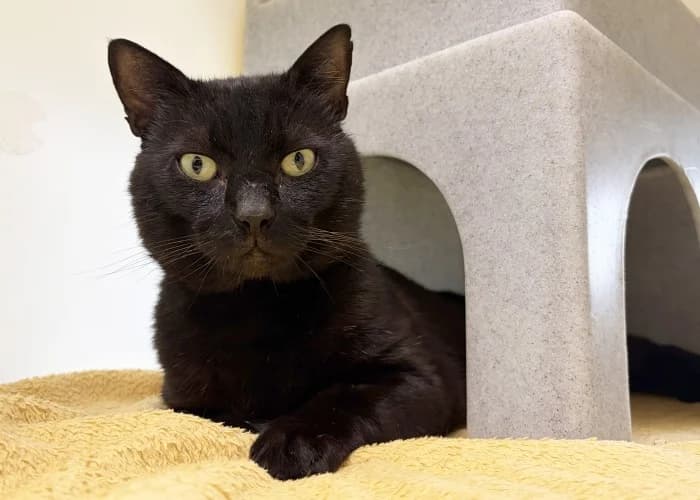 Moose, male 3yo Mixed Breed Cat for adoption at RSPCA Danaher Animal Home, Braintree