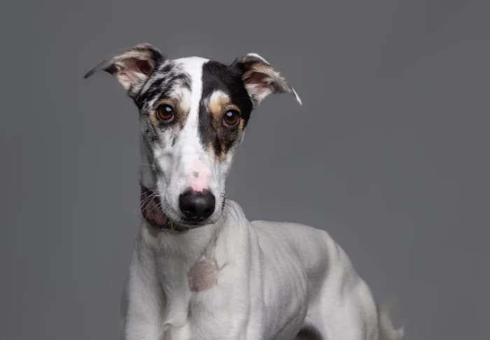 Flash Temporarily Reserved More Information, male young mixed breed for adoption at RSPCA Danaher Animal Home, Braintree