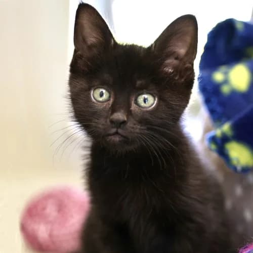 Lexie Available More Information, female Mixed Breed Cat for adoption at RSPCA Danaher Animal Home, Braintree