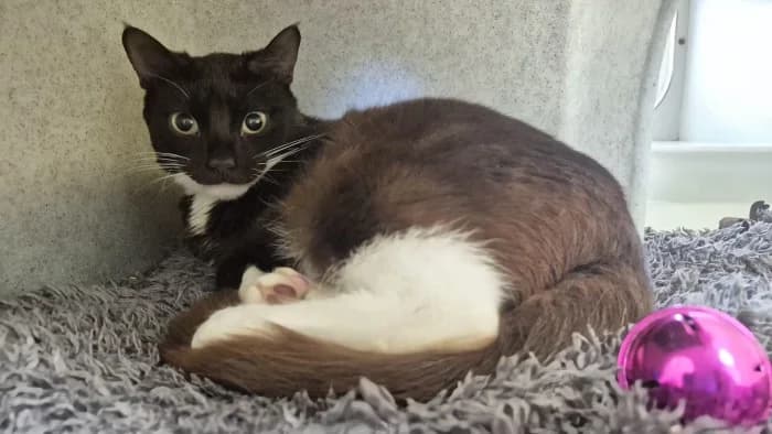 Woody, male Mixed Breed Cat for adoption at RSPCA Danaher Animal Home, Braintree