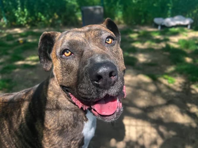 Missy, female young Cane Corso for adoption at RSPCA Danaher Animal Home, Braintree
