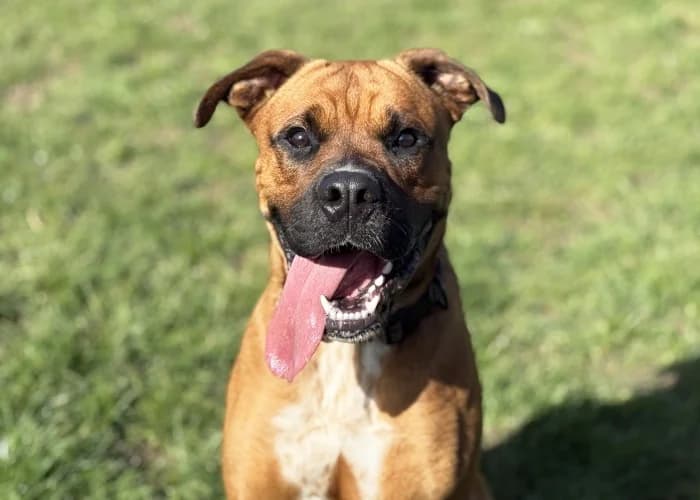 Bronson
									
																		
									
										Available
									
									
									
			, fawn male mixed breed for adoption at RSPCA Danaher Animal Home, Braintree