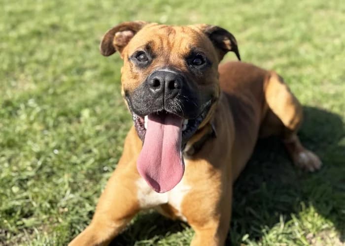 Bronson
									
																		
									
										Available
									
									
									
			, fawn male mixed breed for adoption at RSPCA Danaher Animal Home, Braintree — photo 3 of 12