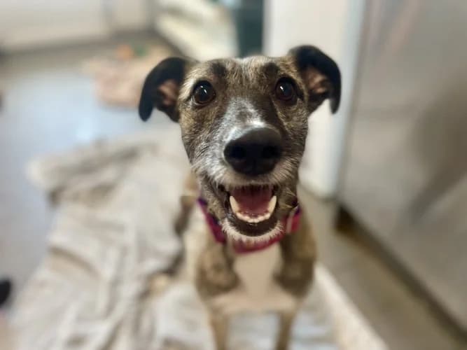 Joan, female puppy Lurcher for adoption at RSPCA Danaher Animal Home, Braintree