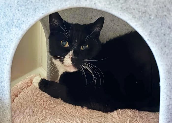 Mr Socks Available More Information, male Mixed Breed Cat for adoption at RSPCA Danaher Animal Home, Braintree