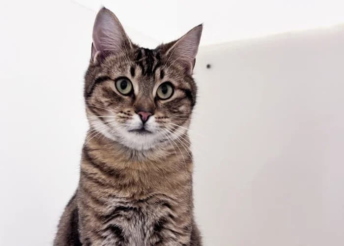 Tiger
									
																		
									
										Being Assessed
									
									
									
, male Mixed Breed Cat for adoption at RSPCA Danaher Animal Home, Braintree